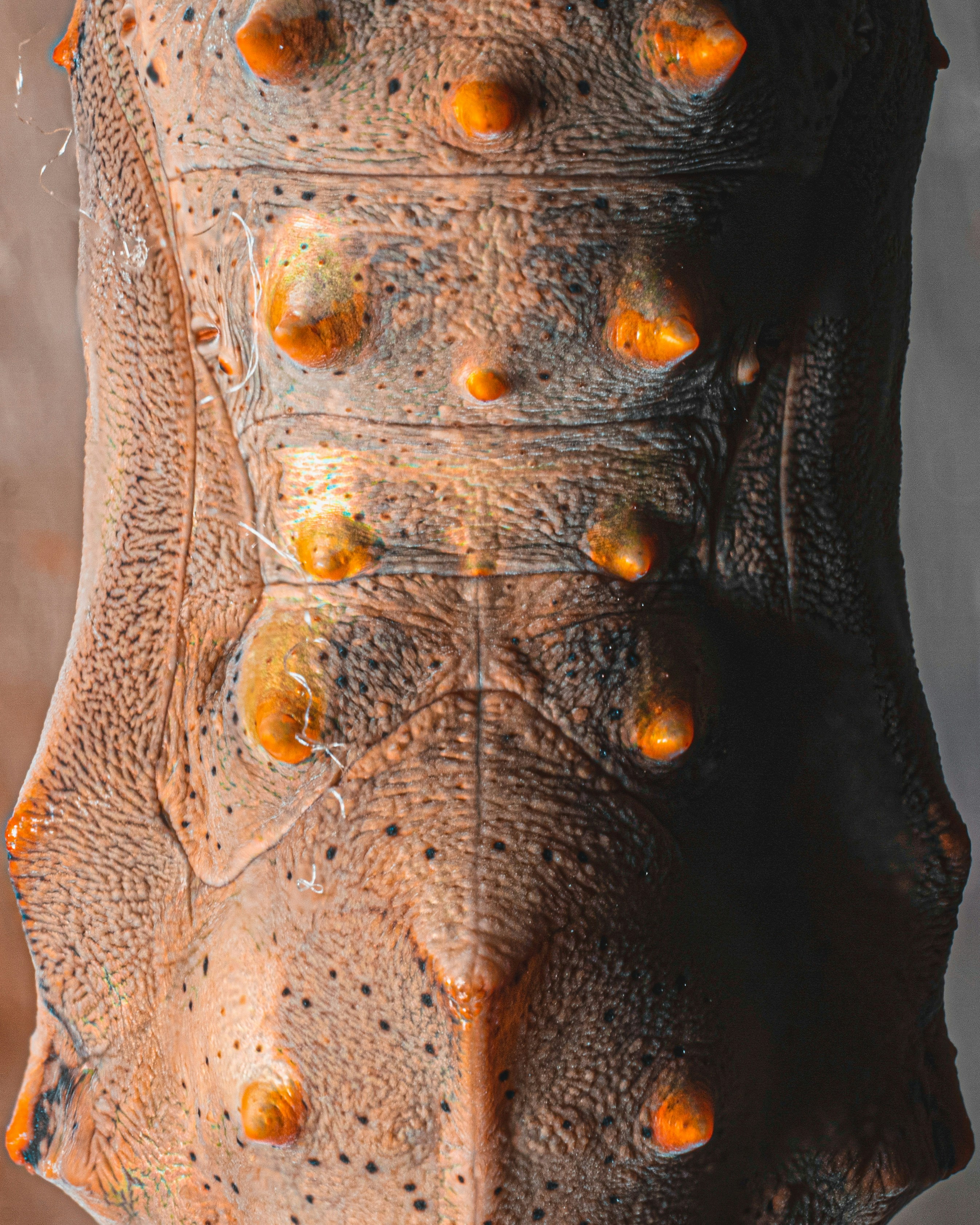 盧恩文字在《冰與火之歌》與《龍族前傳》中的法條密碼與劇情伏筆